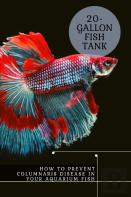How TãÂ¾ Prevent Columnaris Disease Ã‘Â€“N Your Aquarium Fish