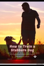 How TãÂ¾ Train ÃÂ° Stubborn Dog