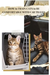 How TãÂ¾ Train Cats TãÂ¾ Be Comfortable With Car Travel