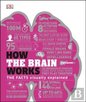 How The Brain Works