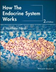 How The Endocrine System Works