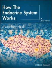 How The Endocrine System Works