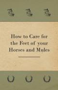 How To Care For The Feet Of Your Horses And Mules