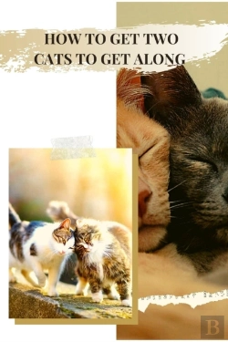 Bertrand.pt - How To Get Two Cats To Get Along