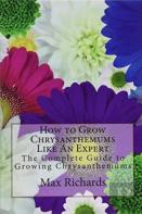 How To Grow Chrysanthemums Like An Expert