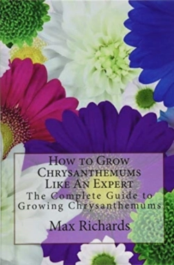Bertrand.pt - How To Grow Chrysanthemums Like An Expert