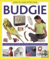 How To Look After Your Budgie
