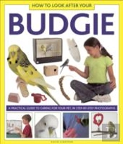 How To Look After Your Budgie