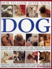 How To Look After Your Dog