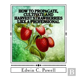 Bertrand.pt - How To Propagate, Cultivate And Harvest Strawberries Like A Professional