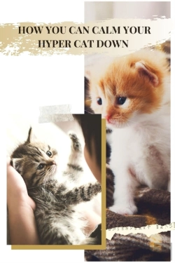 Bertrand.pt - How You Can Calm Your Hyper Cat Down
