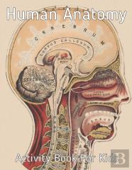 Human Anatomy Activity Book For Kids