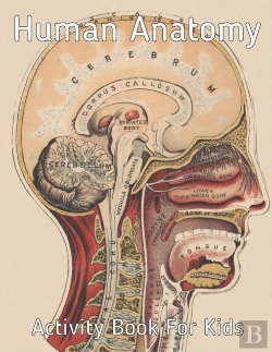 Bertrand.pt - Human Anatomy Activity Book For Kids