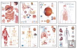 Bertrand.pt - Human Anatomy Chart Pack