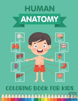 Bertrand.pt - Human Anatomy Coloring Book For Kids
