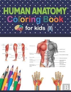 Bertrand.pt - Human Anatomy Coloring Book For Kids
