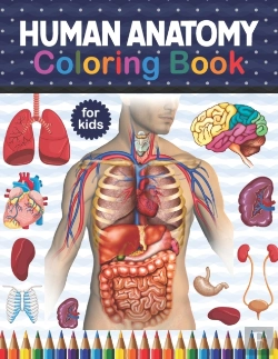 Bertrand.pt - Human Anatomy Coloring Book For Kids