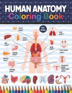 Bertrand.pt - Human Anatomy Coloring Book For Kids