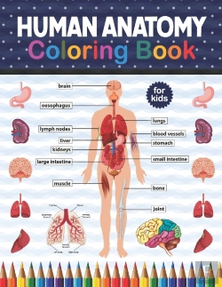 Bertrand.pt - Human Anatomy Coloring Book For Kids