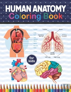 Bertrand.pt - Human Anatomy Coloring Book For Kids