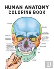 Human Anatomy Coloring Book