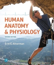 Human Anatomy & Physiology
