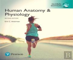 Human Anatomy & Physiology, Global Edition