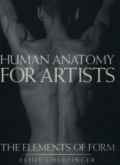 Human Anatomy For Artists