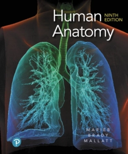 Bertrand.pt - Human Anatomy