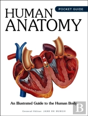 Human Anatomy