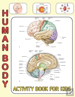 Bertrand.pt - Human Body Activity Book For Kids