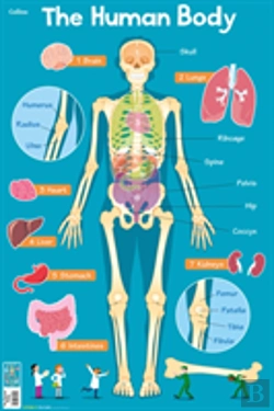 Bertrand.pt - Human Body