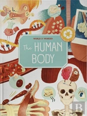 Human Body