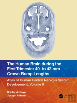 Bertrand.pt - Human Brain During The First Trimester 40- To 42-Mm Crown-Rump Lengths
