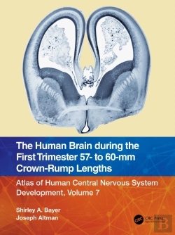 Bertrand.pt - Human Brain During The First Trimester 57- To 60-Mm Crown-Rump Lengths