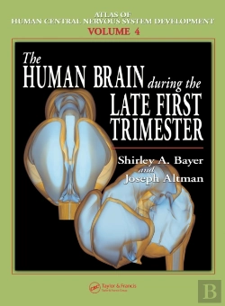 Bertrand.pt - Human Brain During The Late First Trimester