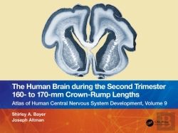 Bertrand.pt - Human Brain During The Second Trimester 160- To 170-Mm Crown-Rump Lengths