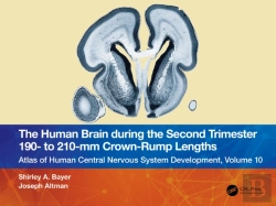 Bertrand.pt - Human Brain During The Second Trimester 190- To 210-Mm Crown-Rump Lengths