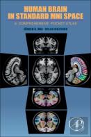 Human Brain In Standard Mni Space