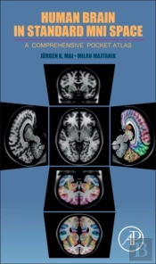 Human Brain In Standard Mni Space