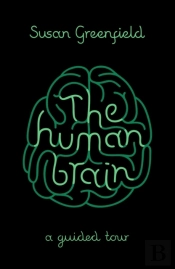 Human Brain