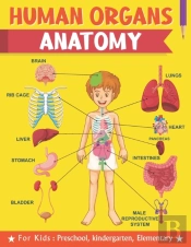Human Organs Anatomy For Kids Preschool Kindergarten Elementary
