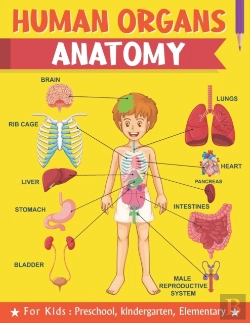Bertrand.pt - Human Organs Anatomy For Kids Preschool Kindergarten Elementary
