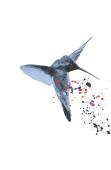 Hummingbird Special Edition