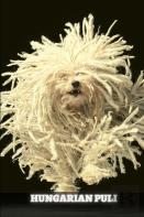 Hungarian Puli