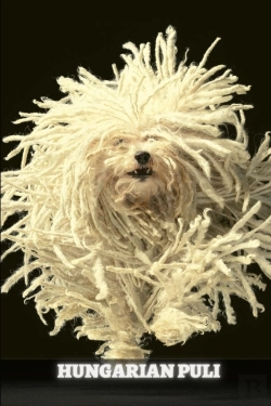 Bertrand.pt - Hungarian Puli