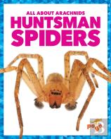 Huntsman Spiders