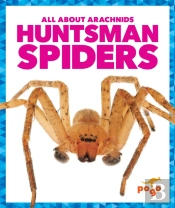 Huntsman Spiders