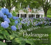 Hydrangeas