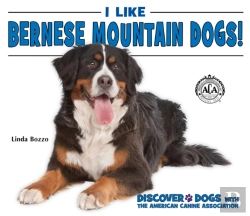 Bertrand.pt - I Like Bernese Mountain Dogs!